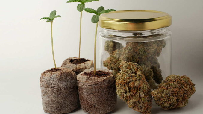 Cannabis-Anbau für Einsteiger: Von der Auswahl bis zur ersten Ernte 5