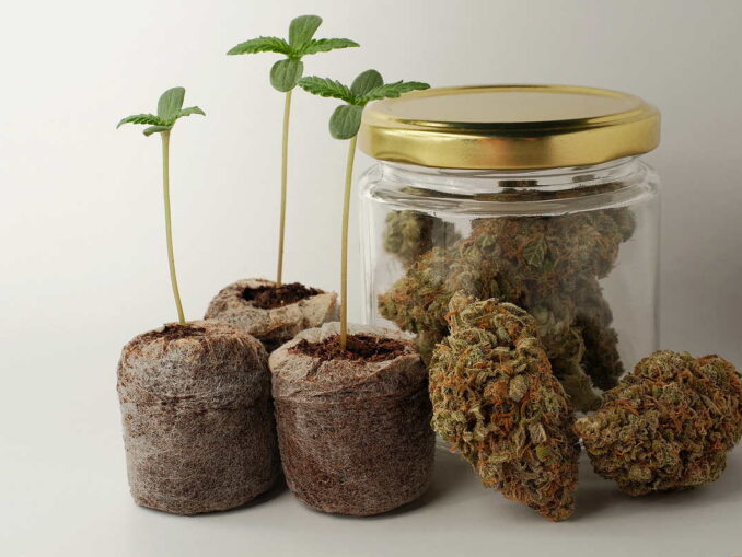 Cannabis-Anbau für Einsteiger: Von der Auswahl bis zur ersten Ernte 1