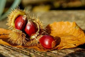 Esskastanien: Heimisches Superfood für den Herbst