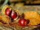 Esskastanien: Heimisches Superfood für den Herbst