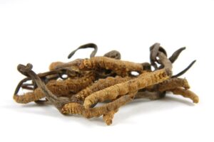 Cordyceps Vitalpilz