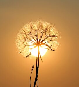 Blumen für die Sonne