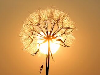 Blumen für die Sonne