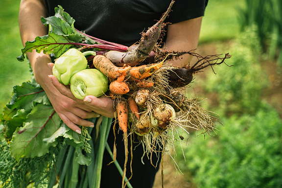 Eine Person hält frisch geerntetes Gemüse wie Karotten, Rüben und Paprika in den Händen.