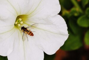 Kleine Fliegen an Blumen