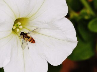 Kleine Fliegen an Blumen