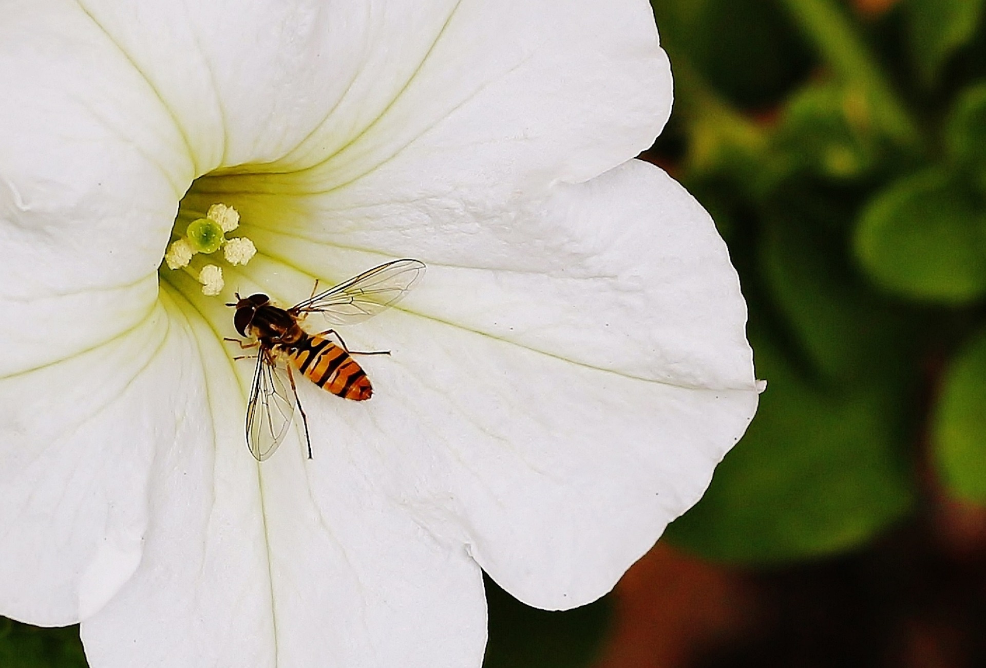 Kleine Fliegen an Blumen