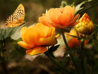 Welche blumen brauchen wenig Wasser