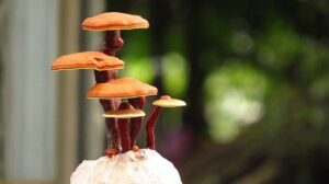 Der Reishi-Pilz als Superfood: Gut für unseren Körper