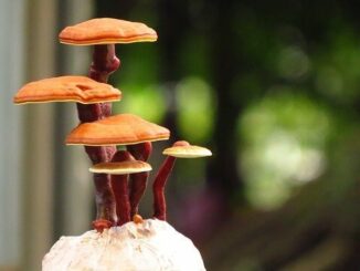 Der Reishi-Pilz als Superfood: Gut für unseren Körper