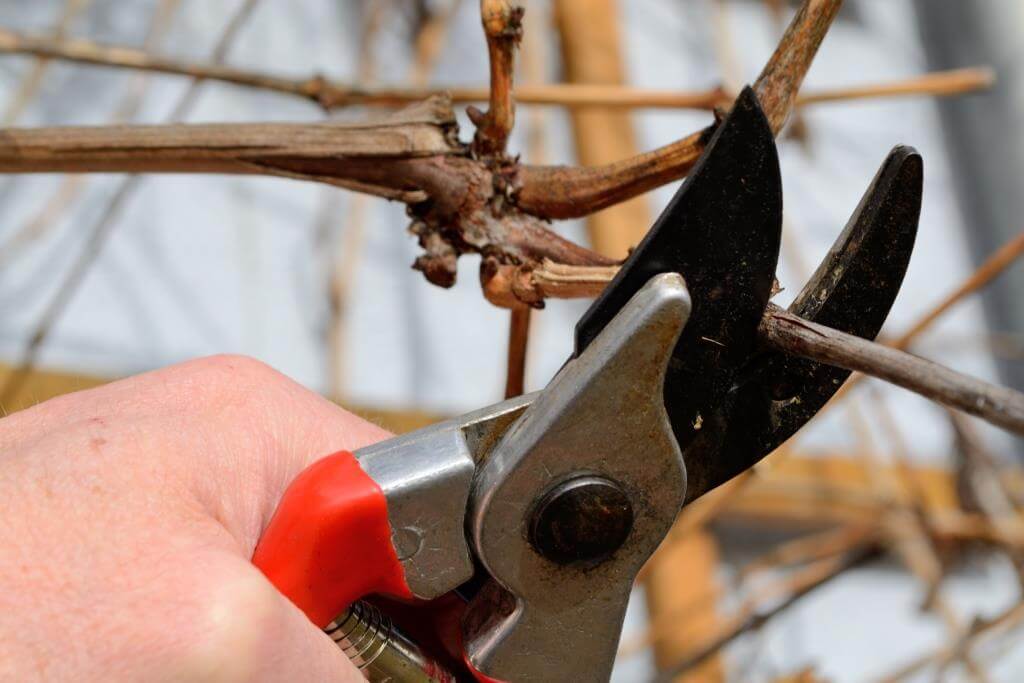 Rückschnitt im Garten