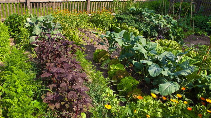 Ein üppiger Gemüsegarten mit verschiedenen Pflanzen und einem Holzzaun im Hintergrund.