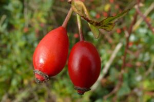 Superfood Hagebutte