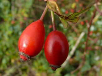 Superfood Hagebutte