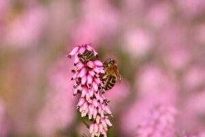 Superfood Blütenpollen: Viel Wirbel um was?