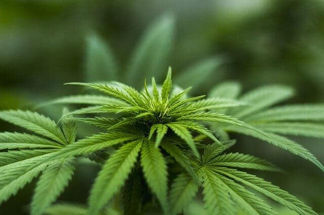 Deutsche Cannabis-Firmen erhalten Branchenverband
