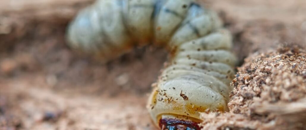 Mittel gegen den Holzwurm