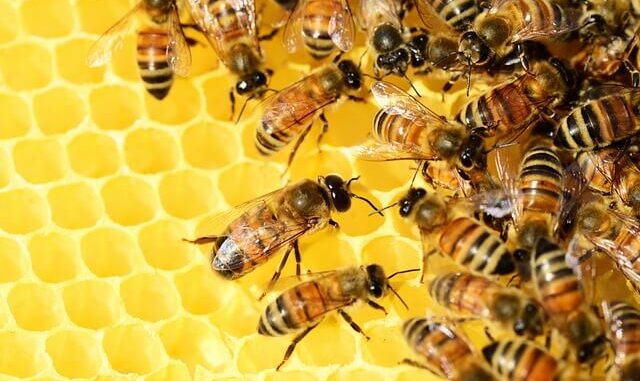 Honig als Superfood: Vorteile & Nachteile