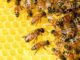 Honig als Superfood: Vorteile & Nachteile