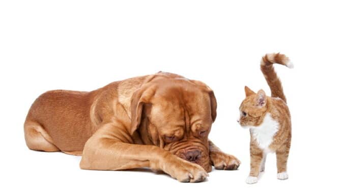 Ein großer brauner Hund liegt traurig da, während eine orangefarbene Katze ihn neugierig anschaut, beides vor einem weißen Hintergrund.