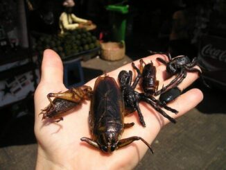 Insekten als Superfood: Neue Erkenntnisse