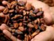 Was den Kakao als Superfood qualifiziert