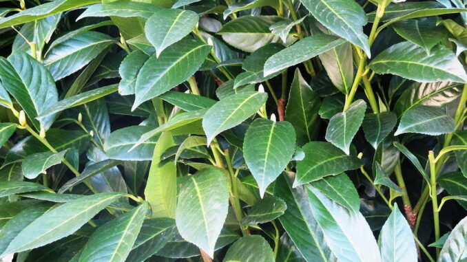 Das Bild zeigt dichtes, grünes Blattwerk von Pflanzen mit länglichen Blättern.