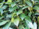 Das Bild zeigt dichtes, grünes Blattwerk von Pflanzen mit länglichen Blättern.