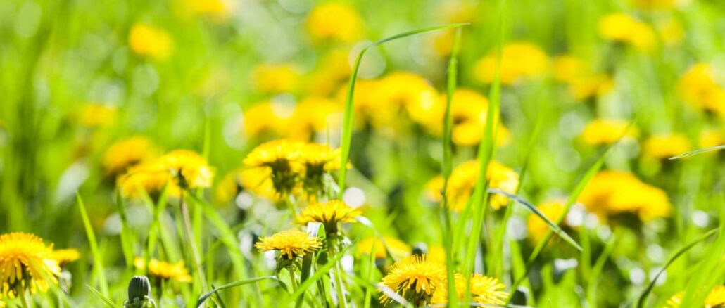 Löwenzahn im Garten