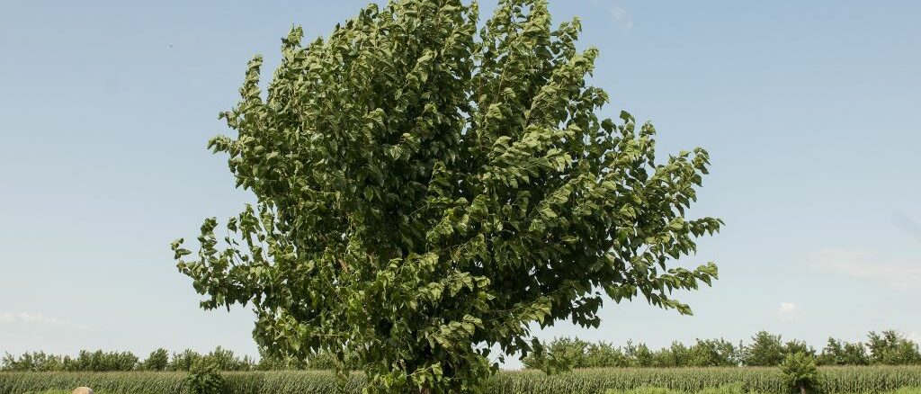 Ein einzelner Baum steht auf einem grünen Feld unter blauem Himmel.