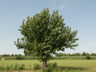 Ein einzelner Baum steht auf einem grünen Feld unter blauem Himmel.