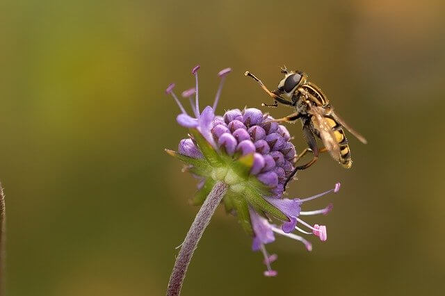 Blütenpollen als neues Superfood entdeckt