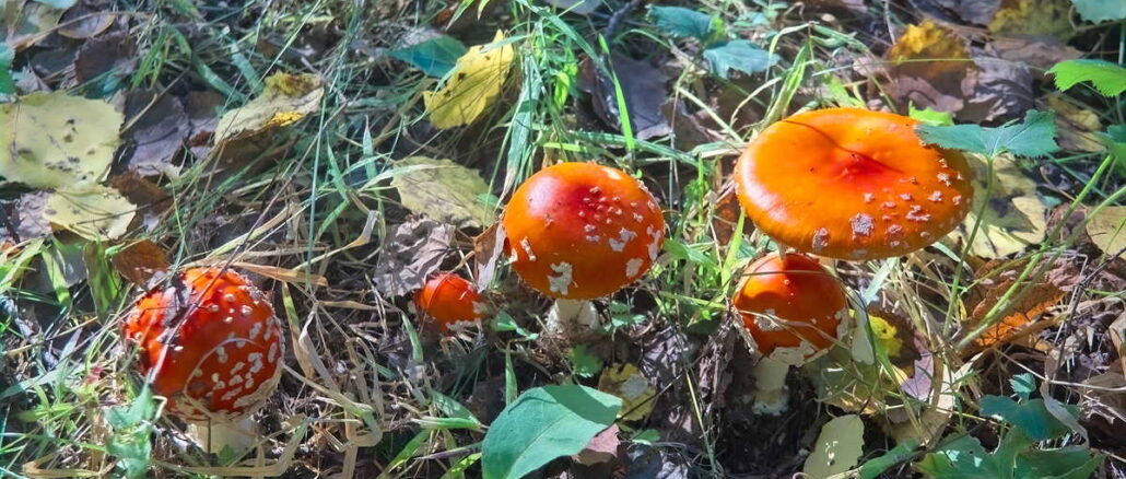 Psychoaktive Pilze und Pflanzen am Wegesrand: Was Wanderer über Wirkung und Rechtslage wissen sollten 1