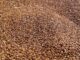 Quinoa in Europa anbauen: So könnte es funktionieren