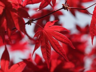 Rotes Weinlaub kapseln DM