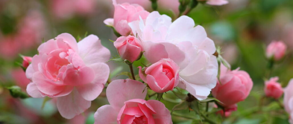 Ein Bild von zarten rosa Rosen in voller Blüte mit unscharfem grünen Hintergrund.