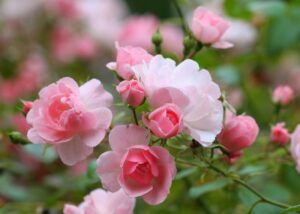 Ein Bild von zarten rosa Rosen in voller Blüte mit unscharfem grünen Hintergrund.