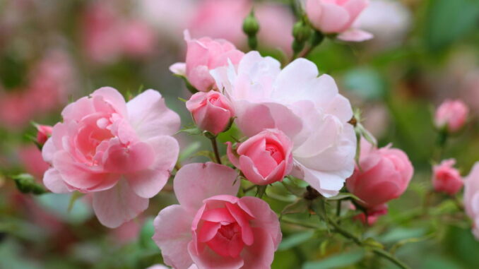 Ein Bild von zarten rosa Rosen in voller Blüte mit unscharfem grünen Hintergrund.