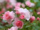 Die drei besten Tipps für den perfekten Rosengarten 1