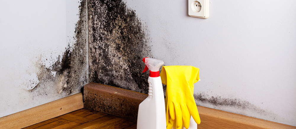 Schimmel in der Wohnung erkennen, sicher entfernen und dauerhaft vermeiden 1