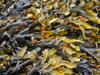 Superfoods: Kann Seetang die breite Masse begeistern?