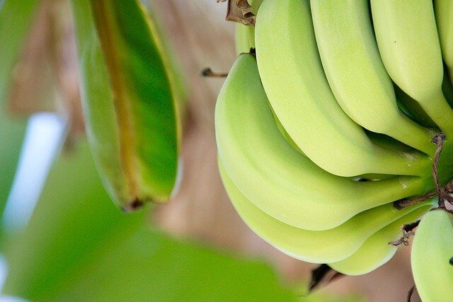 Bananenmehl als neues Superfood entdeckt