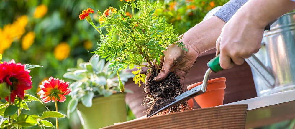 Eine Person pflanzt Blumen in Töpfe in einem sonnigen Garten.