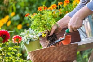 Eine Person pflanzt Blumen in Töpfe in einem sonnigen Garten.