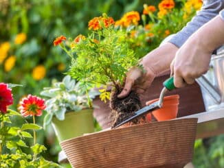 Eine Person pflanzt Blumen in Töpfe in einem sonnigen Garten.