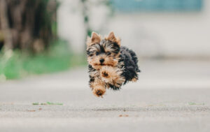 Ein kleiner Yorkshire Terrier Welpe springt über eine Straße.