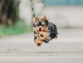 Ein kleiner Yorkshire Terrier Welpe springt über eine Straße.