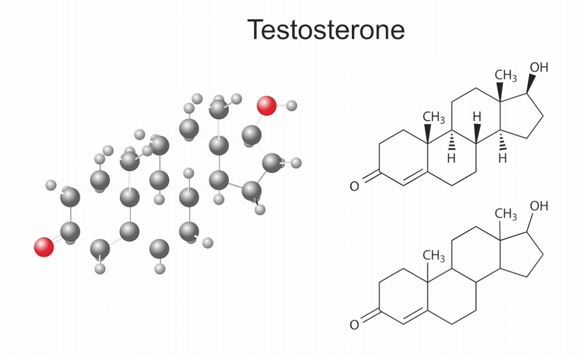 Auf dem Bild sind Molekülmodelle von Testosteron in verschiedenen Darstellungsformen abgebildet.