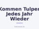 Kommen Tulpen Jedes Jahr Wieder
