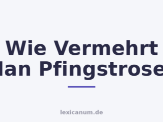 Wie Vermehrt Man Pfingstrosen